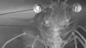 shrimp feeding behavior