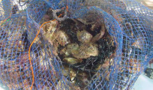 Akoya pearl oyster culture in Australia