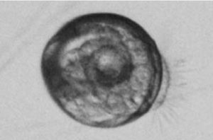 Australian test studies potential of probiotics in oyster hatcheries