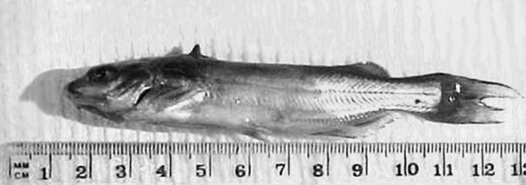 Article image for Studies move toward standardized challenge model for Columnaris in channel catfish