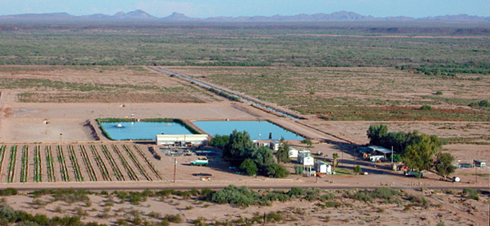 Article image for Dietary modifications for desert shrimp farming