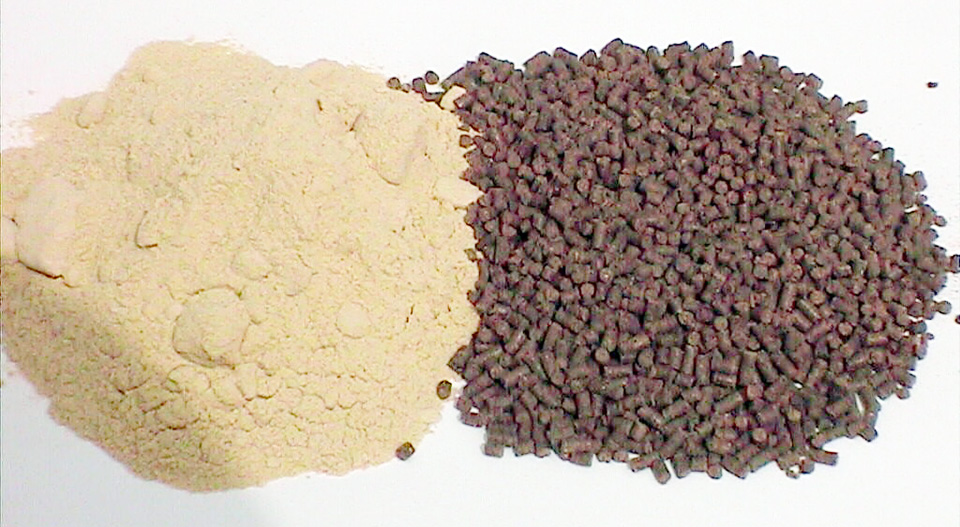 Article image for New ingredients for shrimp feeds, Part 1