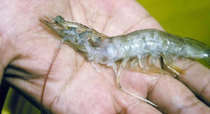 Necrotizing hepatopancreatitis: Diagnosis, distribution in shrimp