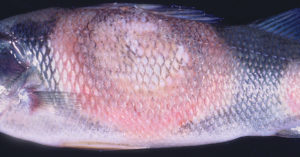 Diseases of cultured yellow perch