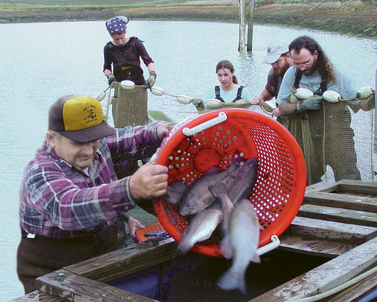 Article image for Culture of largemouth bass in the United States