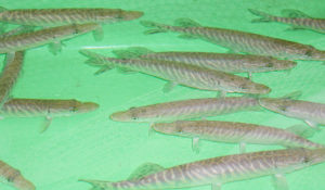 Early weaning of pike larvae effective in fresh, saline waters