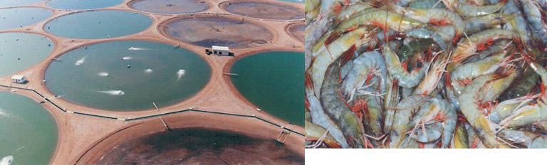 Article image for Saudi farm pioneers Middle East shrimp aquaculture