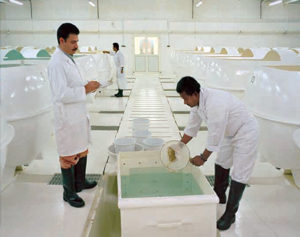 Integrated NPC project cultures shrimp in Saudi Arabia