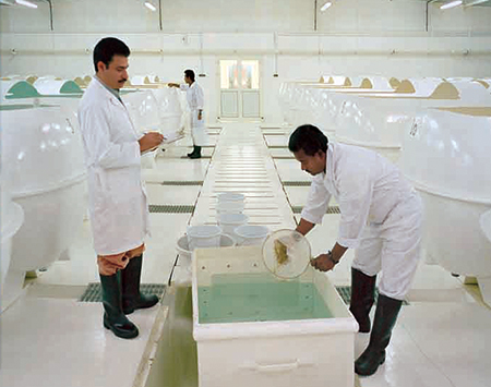 Article image for Integrated NPC project cultures shrimp in Saudi Arabia