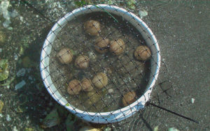 Cockle project provides aquaculture option for British Columbia first nations