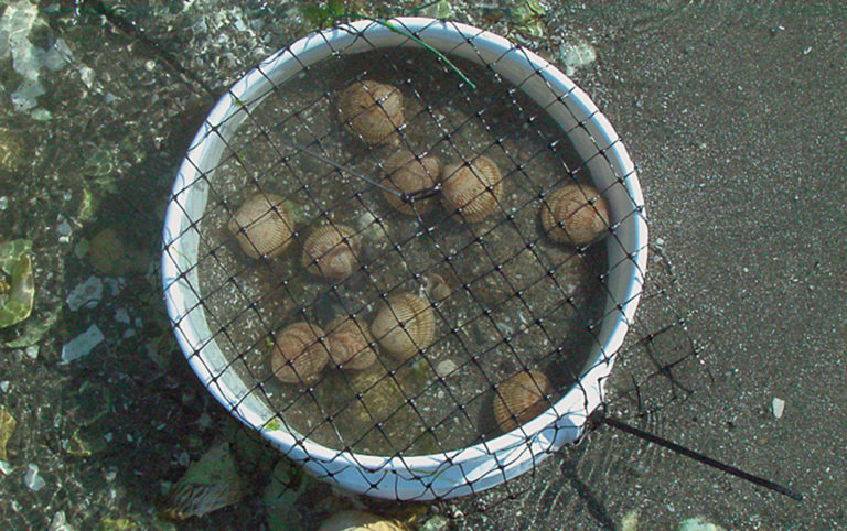 Article image for Cockle project provides aquaculture option for British Columbia first nations