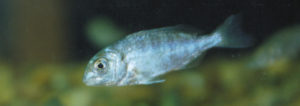 Stressors in fish culture decreased through dietary manipulation of arachidonic acid