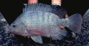 Levels of dietary gossypol affect growth, bacterial resistance of Nile tilapia