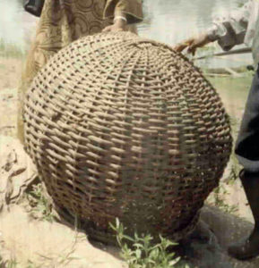 Researchers study broodstock domestication of African arrowana in Cameroon