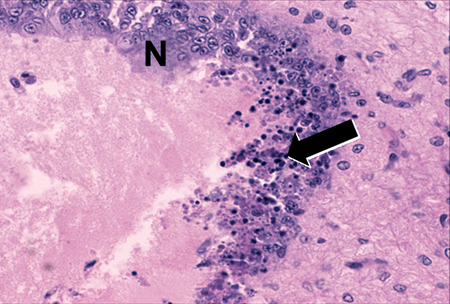 Article image for Diagnostic profile of Belize Taura Syndrome Virus