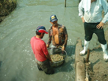 Article image for White shrimp production tested during autumn-winter season in Mexico