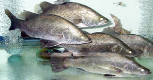 Israeli study examines feeding regimes for Asian sea bass grown at high temperatures