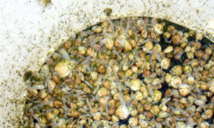 Researchers develop low-tech recirculating culture system for quahog clams