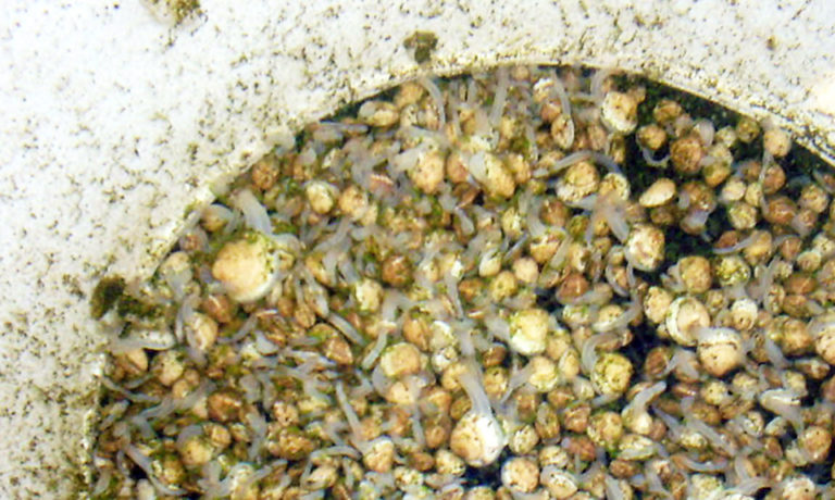 Article image for Researchers develop low-tech recirculating culture system for quahog clams