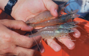 SPF-defined pathogen-free status of shrimp limited