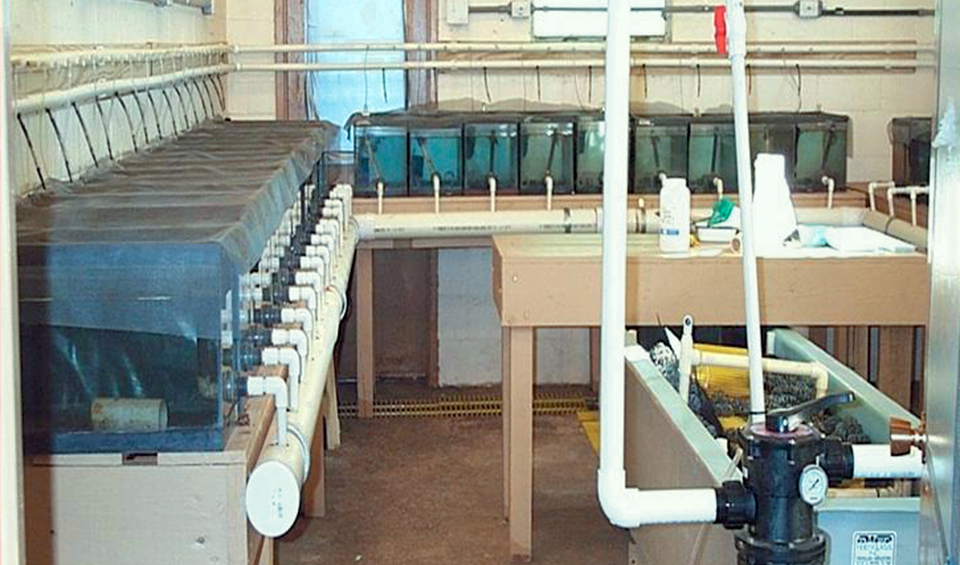 Sizegrading experiments yield strong advice for tilapia hatcheries