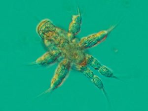 Intensively cultured Paraclanid copepods for small tropical marine fish larvae?