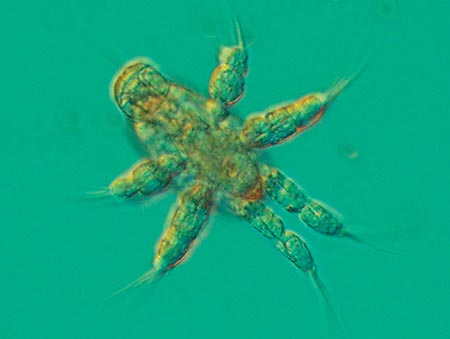 Article image for Intensively cultured Paraclanid copepods for small tropical marine fish larvae?
