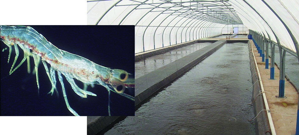 Article image for New nursery diet for shrimp performs well at super-high stocking densities