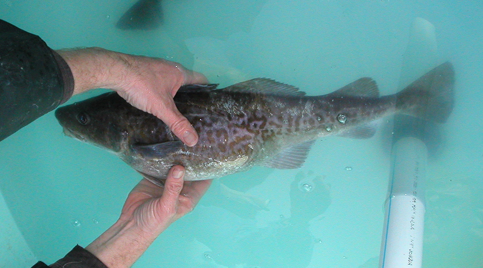 Potential for cod culture in the Pacific Northwest - Responsible ...