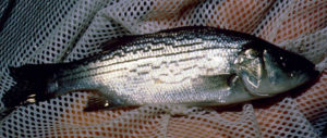 Influences of dietary factors on fish health