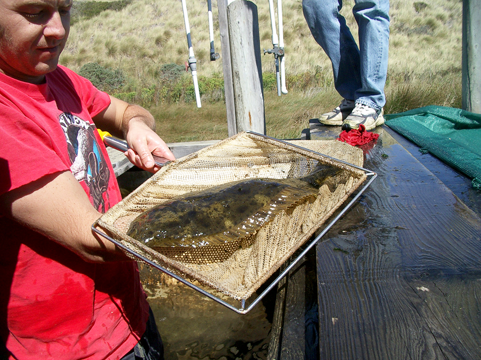 Starvation timing affects morphology, growth of firstfeeding halibut