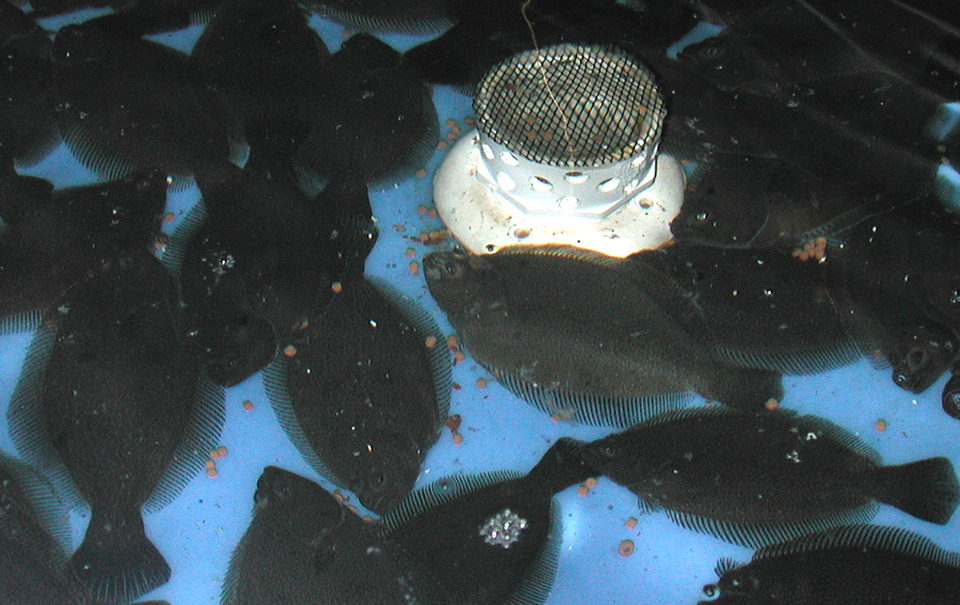 Starvation timing affects morphology, growth of firstfeeding halibut