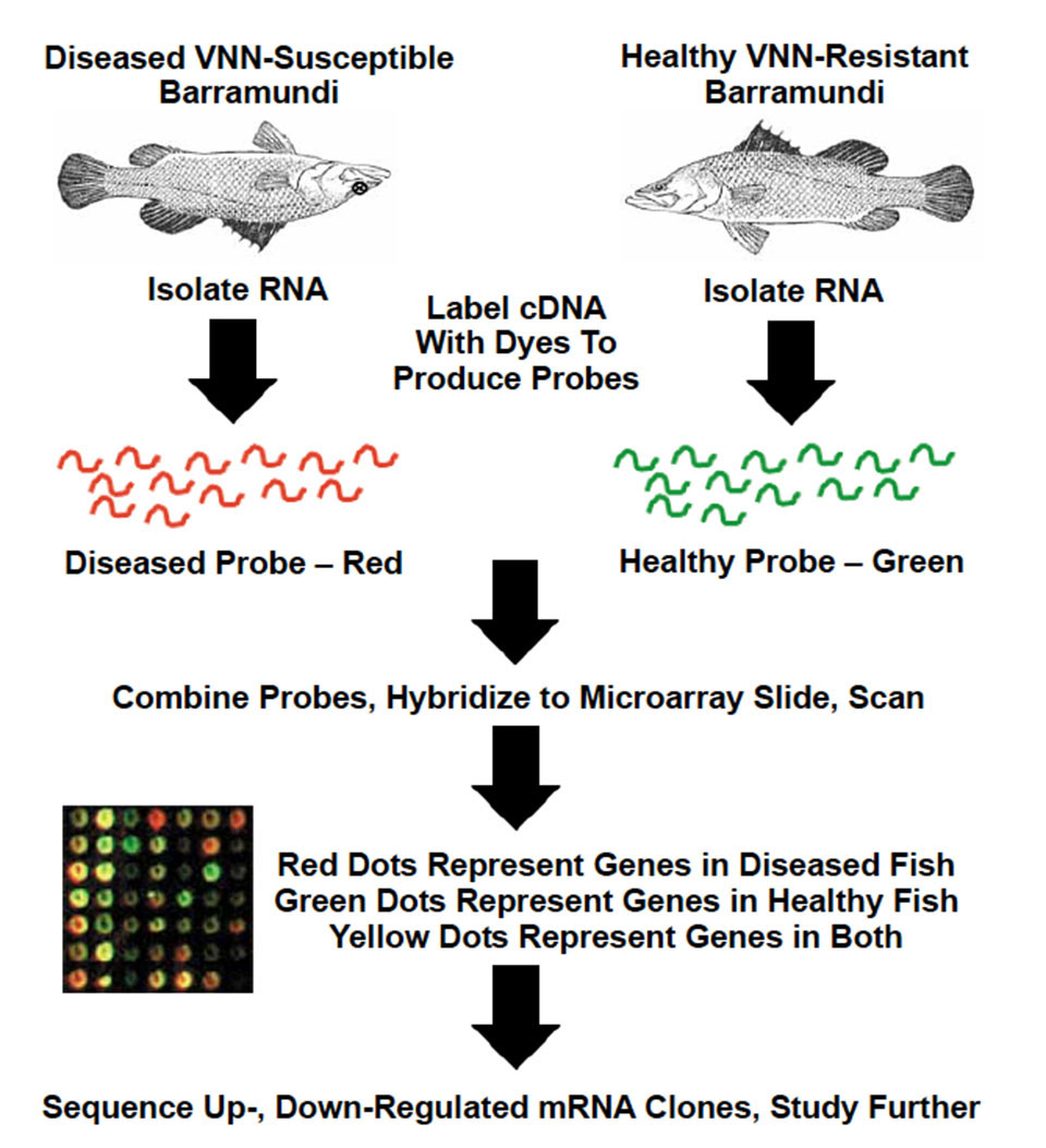 DNA microarrays New face of aquaculture Responsible