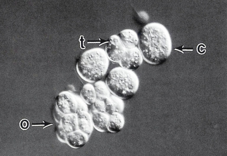 Article image for Thraustochytrids: Potential DHA source for marine fish nutrition