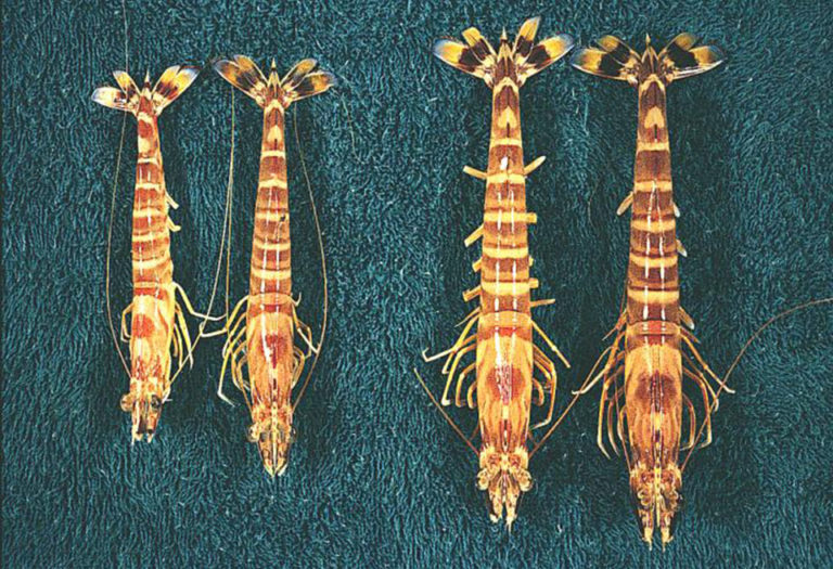 Article image for Linking mapping for Kuruma prawns