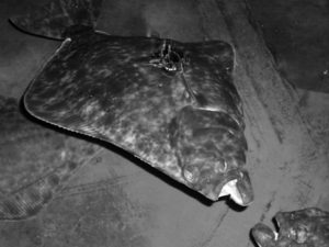 broodstock selection