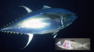 Larval tuna research mimics ocean conditions in lab