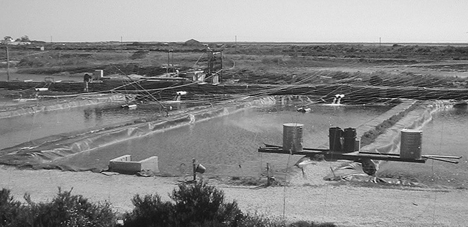 The experimental seaweed biofilter system operated at an intensive sea bream farm in southern Portugal, where flow-through fish ponds continuously supplied 12 seaweed biofilter tanks.