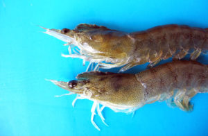 Study evaluates IHHNV effects on Pacific white shrimp