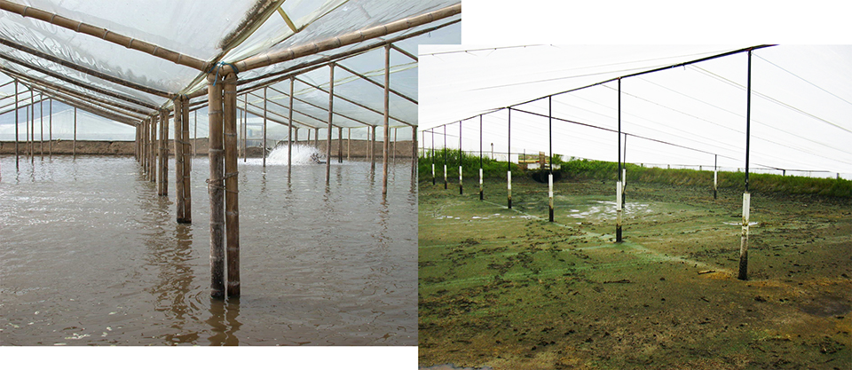Article image for Greenhouse systems a promising technique against WSSV in Ecuador