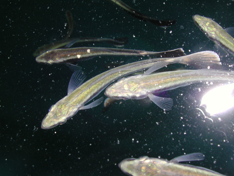 Article image for ACFK: Cobia fingerling update