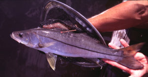 Success factors in marine fish culture