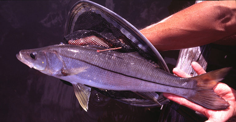 Article image for Success factors in marine fish culture