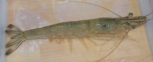 Induced triploidy research in fleshy shrimp may lead to improved production