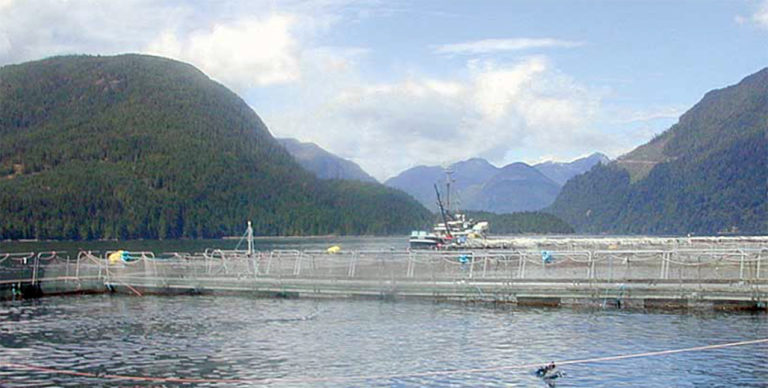 Article image for Best management practices for salmon feeds