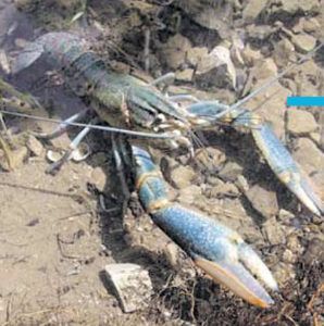 Australian red claw crayfish