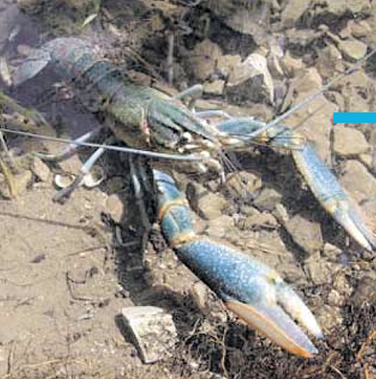 Article image for Australian red claw crayfish