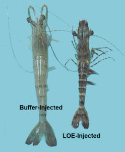 Researchers seek cause of retarded growth In Thai black tiger shrimp