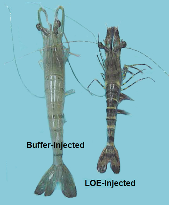 Article image for Researchers seek cause of retarded growth In Thai black tiger shrimp