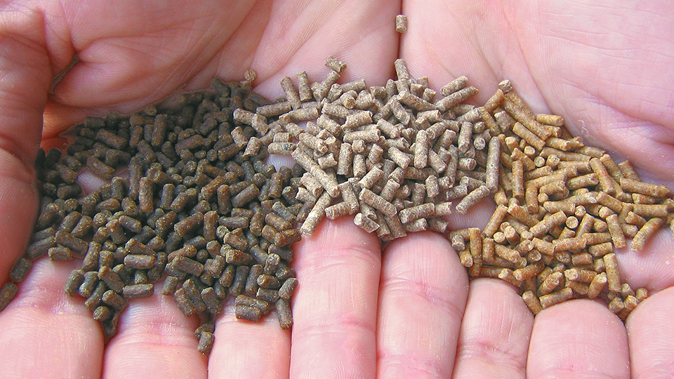 Article image for Extruded shrimp feeds reemerge